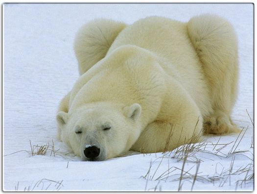 A-cute-polar-bear-winter-animals-photos.jpg