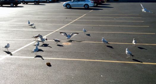 gulls.jpg