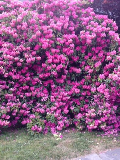 rhododendron.JPG