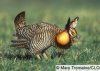 prairie chicken.jpg