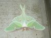 Lunar Moth 006.jpg