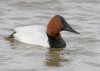 d-canvasback.jpg