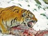 siberian-tiger-amur-tiger-korean.jpg