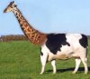 cow-giraffe.jpg