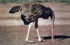 ostrich-head-in-sand.jpg