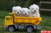 puppies-15.jpg