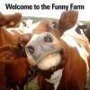 Funny Farm.jpg