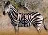 image zEBRA.jpg