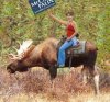 palin-moose1.jpg