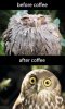 coffee-owls.jpg