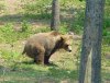 Bear in the Woods.jpg