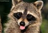 raccoon_5916.jpg