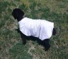 reflective_dog_jacket__41112.1433362800.1280.1280.jpg