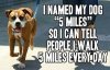 5-miles-the-dog.jpg